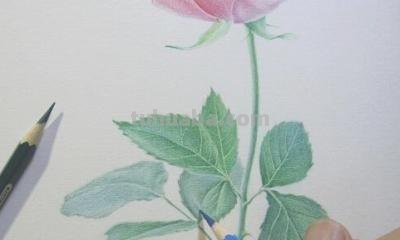 彩铅玫瑰与蝴蝶怎么画 儿童彩铅画教程入门零基础？