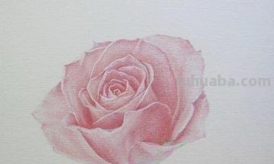 彩铅玫瑰与蝴蝶怎么画 儿童彩铅画教程入门零基础？
