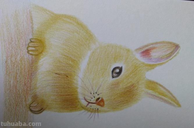 彩铅画教程 彩铅画教程入门零基础