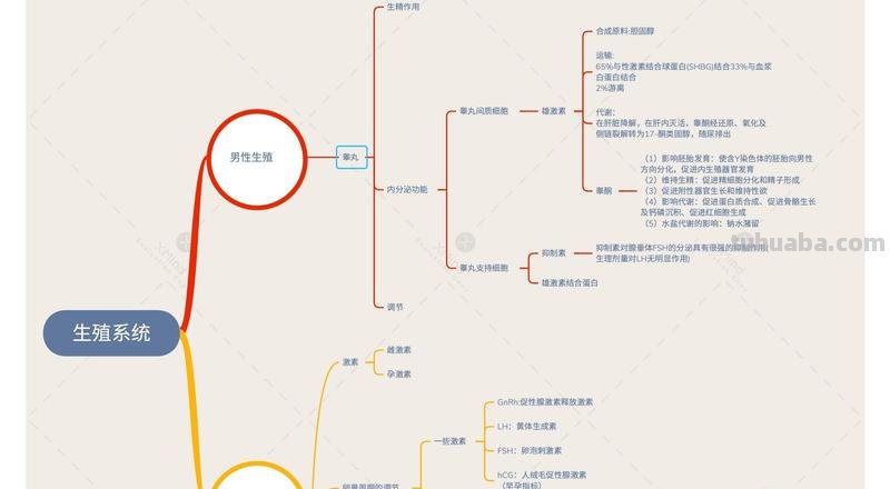 总结腹部思维导图怎么写 肚子结构?