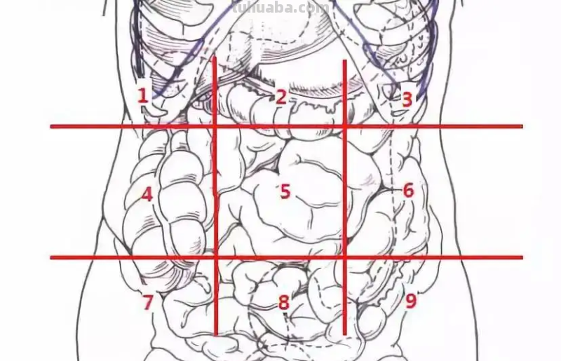 总结腹部思维导图怎么写 肚子结构？