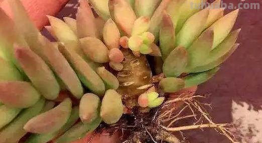 多肉一旦烂根,后果非常严重,抓紧补救!