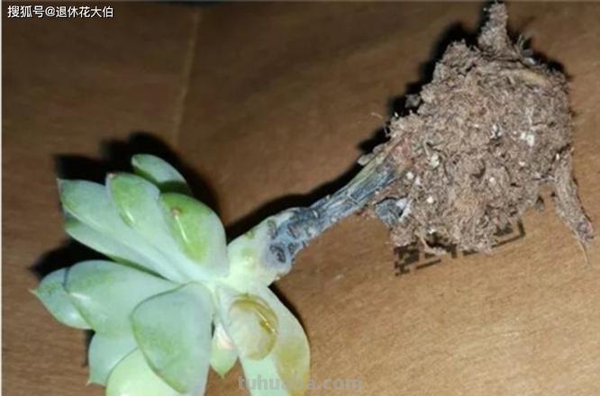 多肉一旦烂根,后果非常严重,抓紧补救!