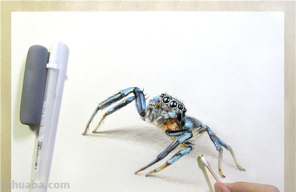 怎么用彩铅画跳蛛 蜘蛛怎么画?