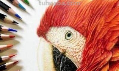 彩铅画选什么颜色好看 彩铅画的色彩搭配？