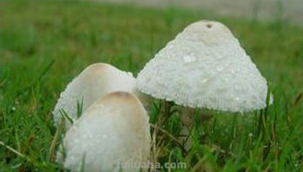 怎么简笔画药 简笔画采蘑菇的小姑娘是怎么画的？