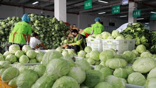 蔬菜 蔬菜配送中心