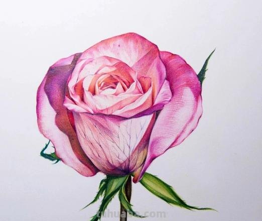 怎么画彩铅玫瑰打型 彩铅画玫瑰花教程？