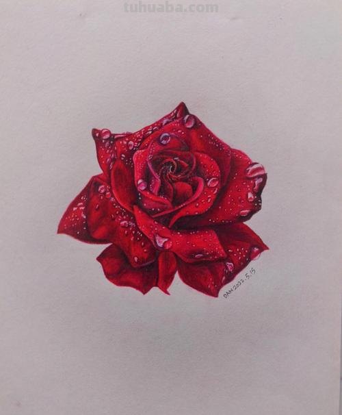 怎么画彩铅玫瑰打型 彩铅画玫瑰花教程？