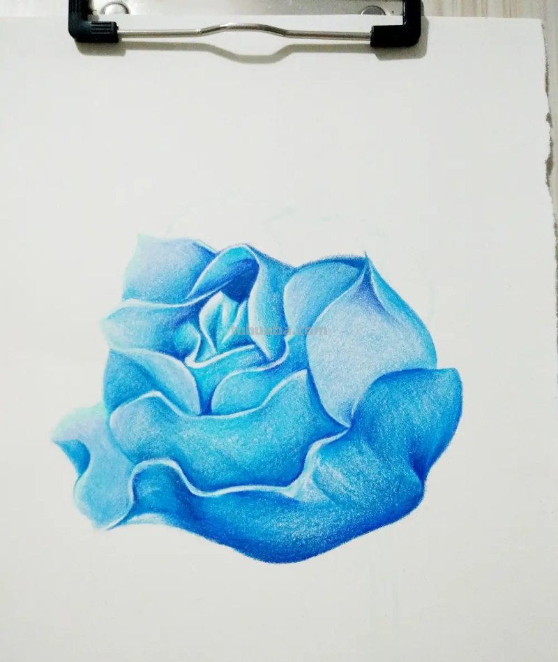 怎么画彩铅玫瑰打型 彩铅画玫瑰花教程？