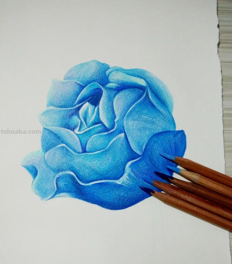 怎么画彩铅玫瑰打型 彩铅画玫瑰花教程？