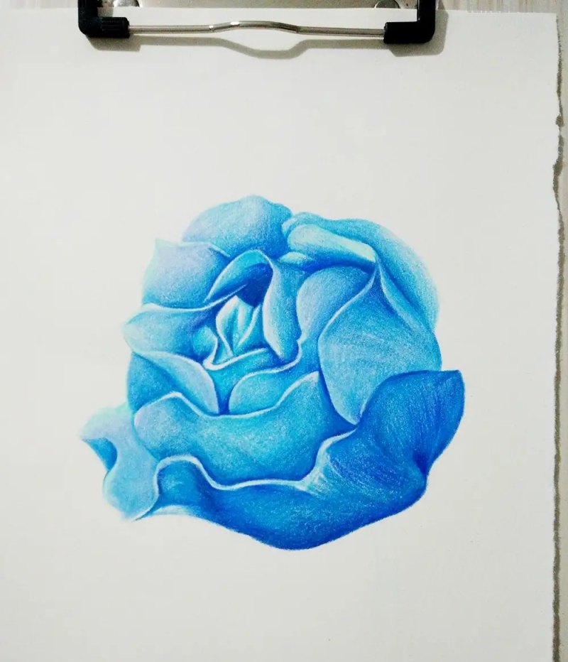 怎么画彩铅玫瑰打型 彩铅画玫瑰花教程？