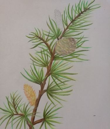 巨大的松树怎么画彩铅 怎么使用彩铅画树?
