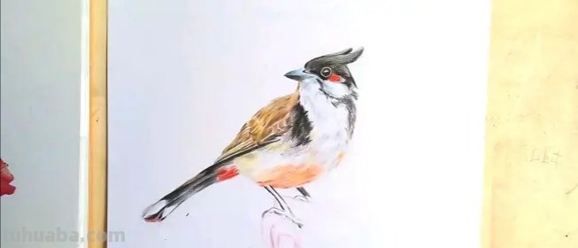 小鸟眼睛怎么画彩铅色 鸟语花香彩铅绘画步骤？