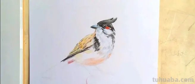 小鸟眼睛怎么画彩铅色 鸟语花香彩铅绘画步骤？
