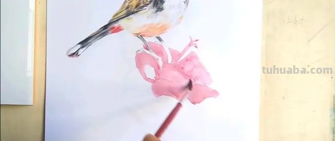 小鸟眼睛怎么画彩铅色 鸟语花香彩铅绘画步骤？