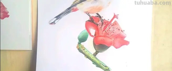 小鸟眼睛怎么画彩铅色 鸟语花香彩铅绘画步骤？