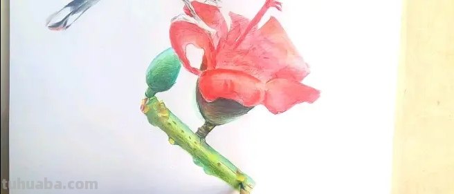小鸟眼睛怎么画彩铅色 鸟语花香彩铅绘画步骤？