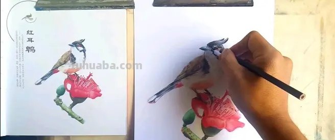 小鸟眼睛怎么画彩铅色 鸟语花香彩铅绘画步骤？