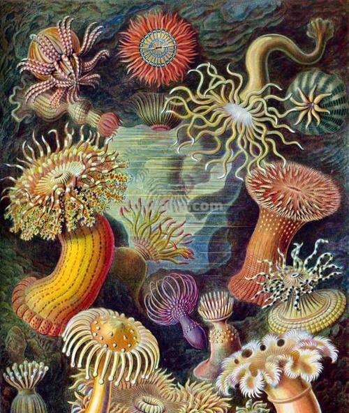 严谨却艳丽的精美自然科学插画欣赏