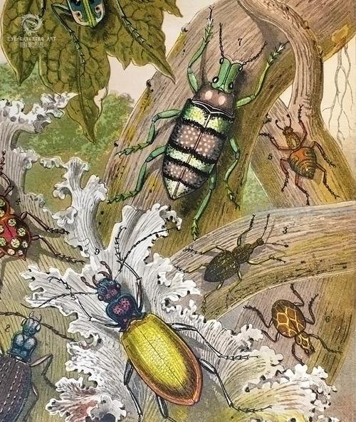 严谨却艳丽的精美自然科学插画欣赏