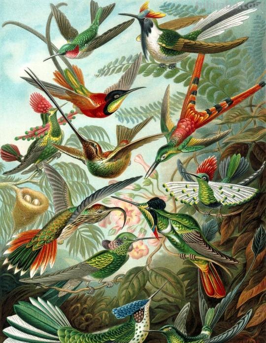 严谨却艳丽的精美自然科学插画欣赏