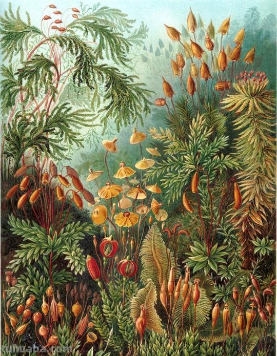 严谨却艳丽的精美自然科学插画欣赏