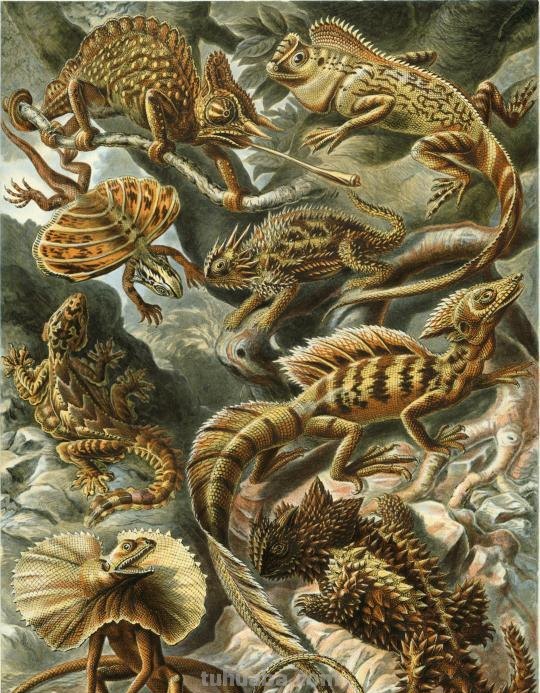 严谨却艳丽的精美自然科学插画欣赏