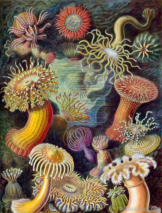 严谨却艳丽的精美自然科学插画欣赏