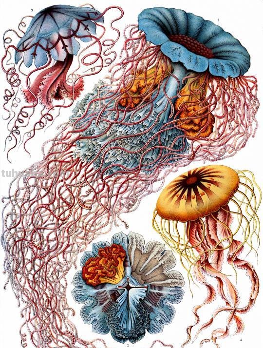 严谨却艳丽的精美自然科学插画欣赏