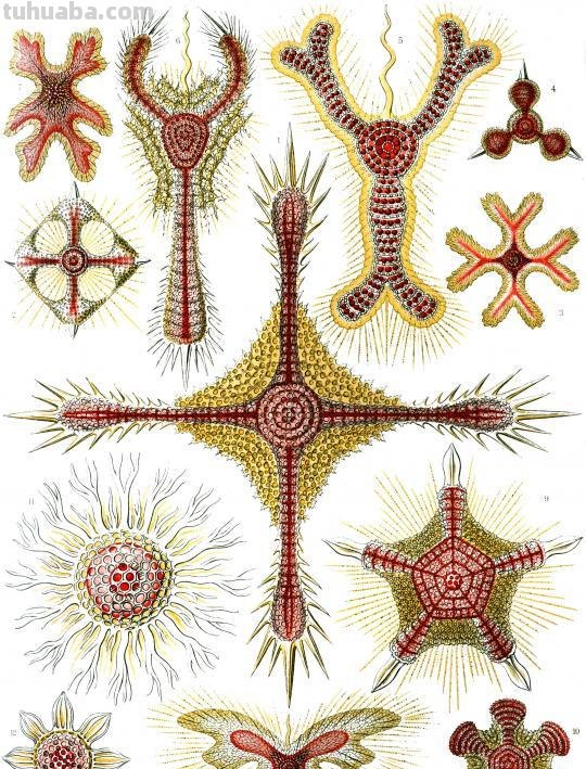 严谨却艳丽的精美自然科学插画欣赏