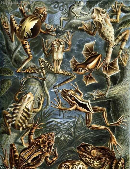 严谨却艳丽的精美自然科学插画欣赏