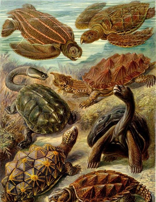 严谨却艳丽的精美自然科学插画欣赏