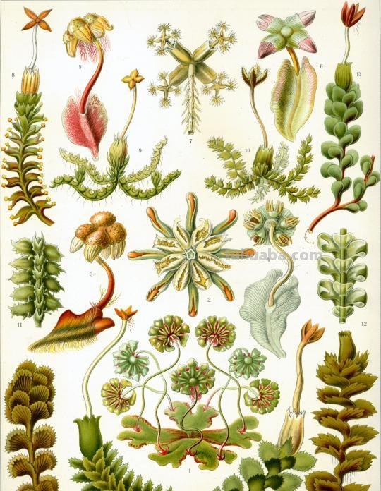 严谨却艳丽的精美自然科学插画欣赏