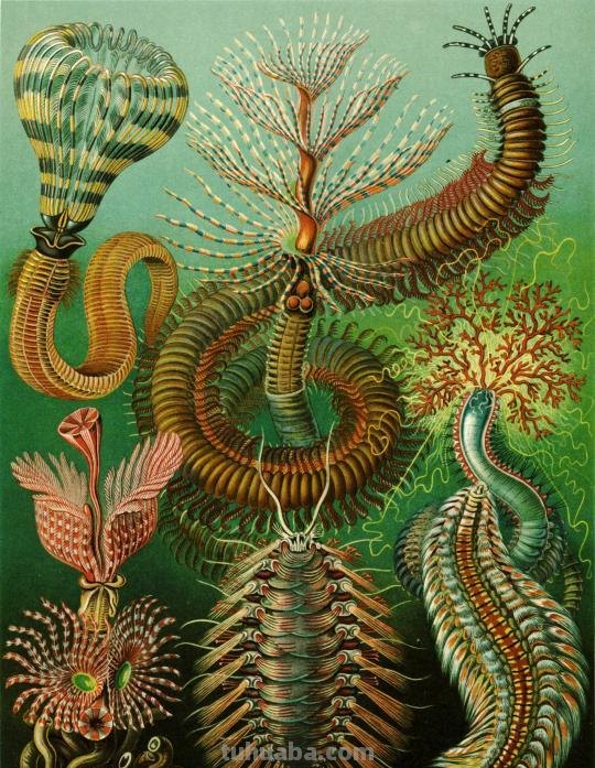 严谨却艳丽的精美自然科学插画欣赏