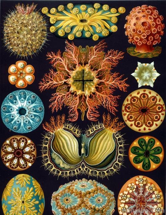 严谨却艳丽的精美自然科学插画欣赏