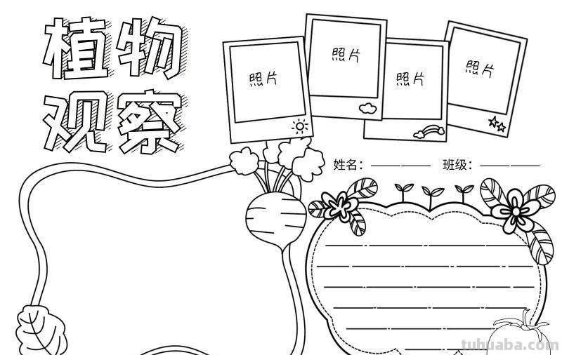 观察大自然（科学知识）手抄报汇总，赶紧收藏