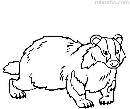 獾怎么简笔画 獾多少画?