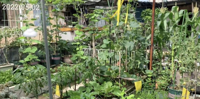 这是一份来自今日头条的居家种菜指南，请查收
