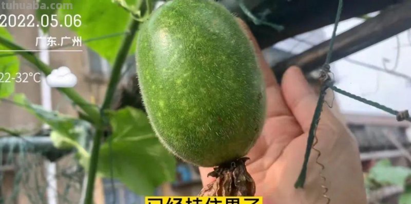这是一份来自今日头条的居家种菜指南，请查收