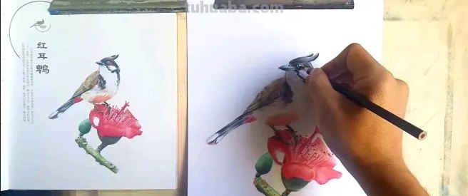 怎么画真实小鸟彩铅 怎么画小鸟步骤教学？