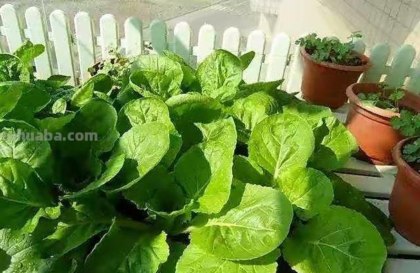 在家里种菜,记住“3点”,长势喜人,时常有收获