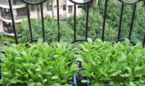在家里种菜，记住“3点”，长势喜人，时常有收获