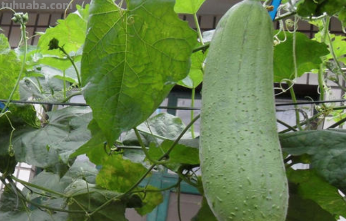 在家里种菜，记住“3点”，长势喜人，时常有收获