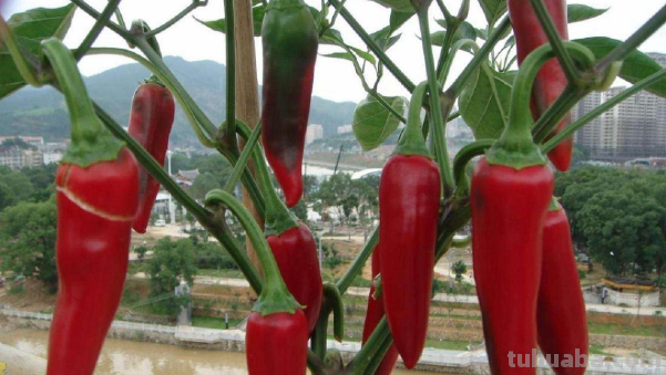 在家里种菜，记住“3点”，长势喜人，时常有收获