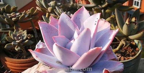 6种好似“仙女”的多肉植物，皮实好养爱爆盆，一次养十盆不嫌多