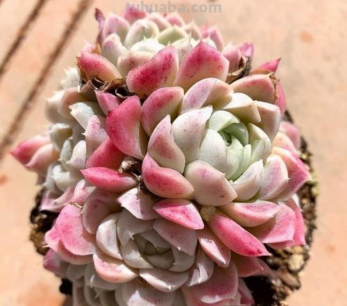 6种好似“仙女”的多肉植物，皮实好养爱爆盆，一次养十盆不嫌多