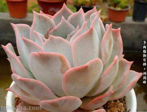 6种好似“仙女”的多肉植物，皮实好养爱爆盆，一次养十盆不嫌多