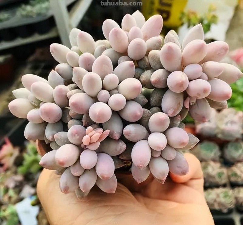 6种好似“仙女”的多肉植物，皮实好养爱爆盆，一次养十盆不嫌多