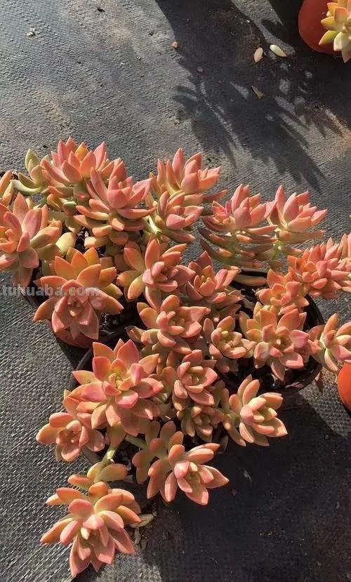 6种好似“仙女”的多肉植物，皮实好养爱爆盆，一次养十盆不嫌多